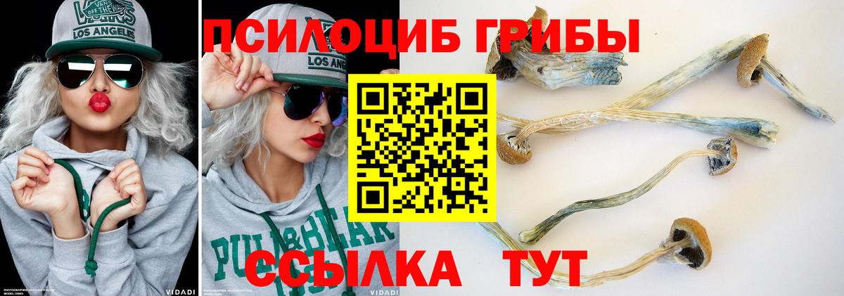 Псилоцибиновые грибы Cubensis Тавда